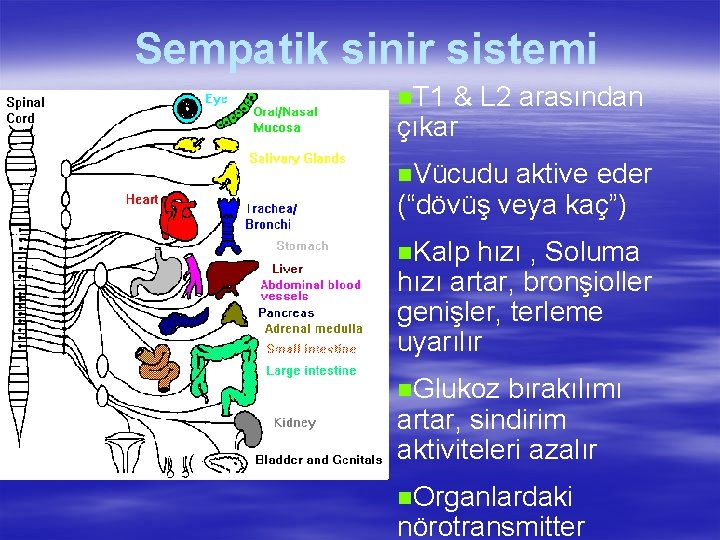 Sempatik sinir sistemi n. T 1 & L 2 arasından çıkar n. Vücudu aktive