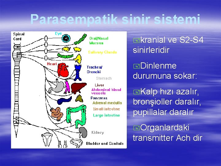 Parasempatik sinir sistemi +kranial ve S 2 -S 4 sinirleridir +Dinlenme durumuna sokar: +Kalp