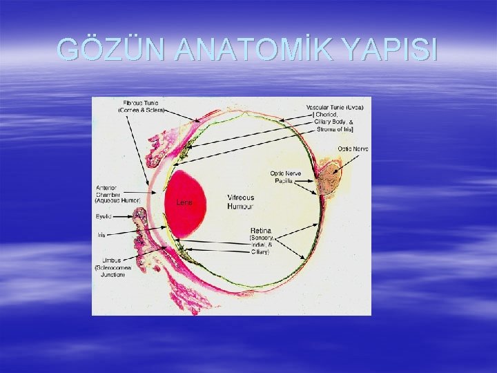 GÖZÜN ANATOMİK YAPISI 