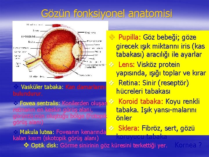 Gözün fonksiyonel anatomisi v Pupilla: Göz bebeği; göze girecek ışık miktarını iris (kas tabakası)