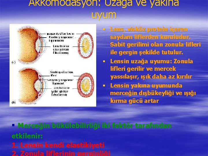 Akkomodasyon: Uzağa ve yakına uyum § Lens, visköz protein içeren saydam liflerden kuruludur. Sabit