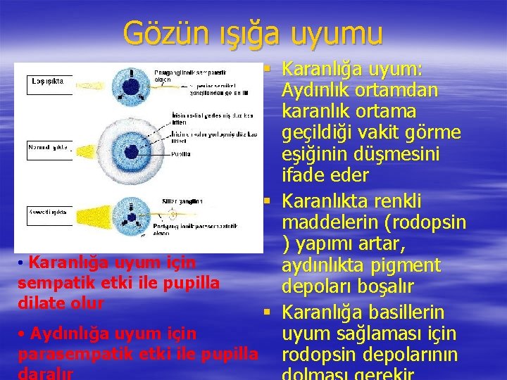 Gözün ışığa uyumu § Karanlığa uyum: Aydınlık ortamdan karanlık ortama geçildiği vakit görme eşiğinin