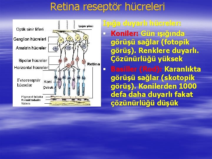 Retina reseptör hücreleri Işığa duyarlı hücreler: § Koniler: Gün ışığında görüşü sağlar (fotopik görüş).