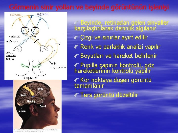 Görmenin sinir yolları ve beyinde görüntünün işlenişi Beyinde, retinadan gelen sinyaller karşılaştırılarak derinlik algılanır
