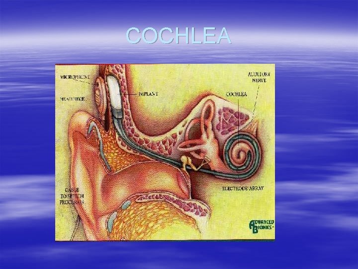 COCHLEA 