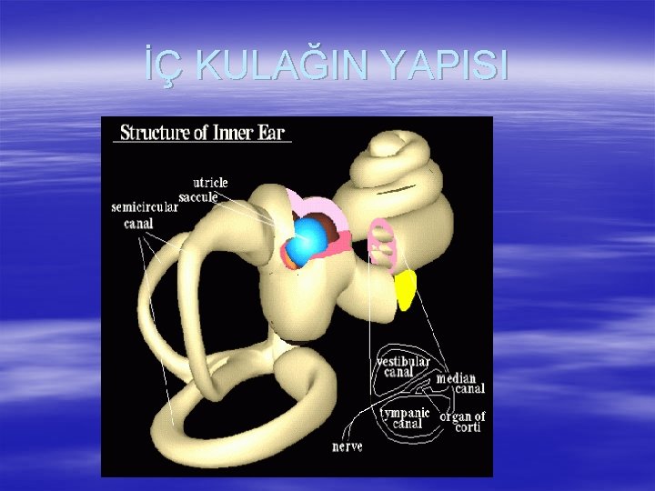 İÇ KULAĞIN YAPISI 