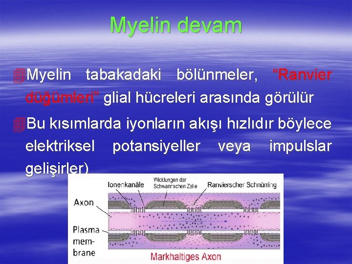 Myelin devam 4 Myelin tabakadaki bölünmeler, “Ranvier düğümleri” glial hücreleri arasında görülür 4 Bu