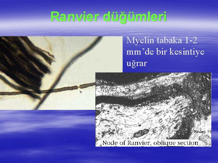 Ranvier düğümleri Myelin tabaka 1 -2 mm’de bir kesintiye uğrar 