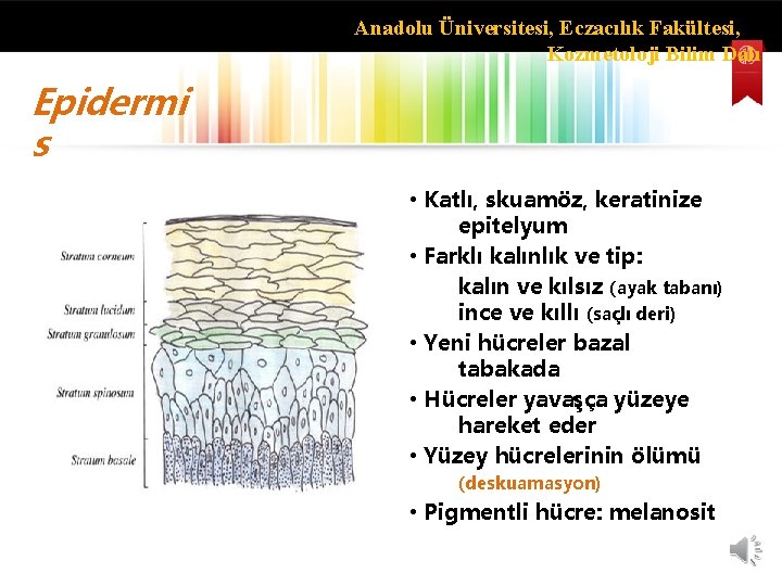 Anadolu Üniversitesi, Eczacılık Fakültesi, Kozmetoloji Bilim Dalı Epidermi s • Katlı, skuamöz, keratinize epitelyum