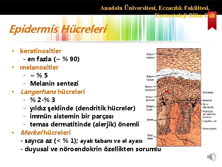 Anadolu Üniversitesi, Eczacılık Fakültesi, Kozmetoloji Bilim Dalı Epidermis Hücreleri • keratinositler - en fazla