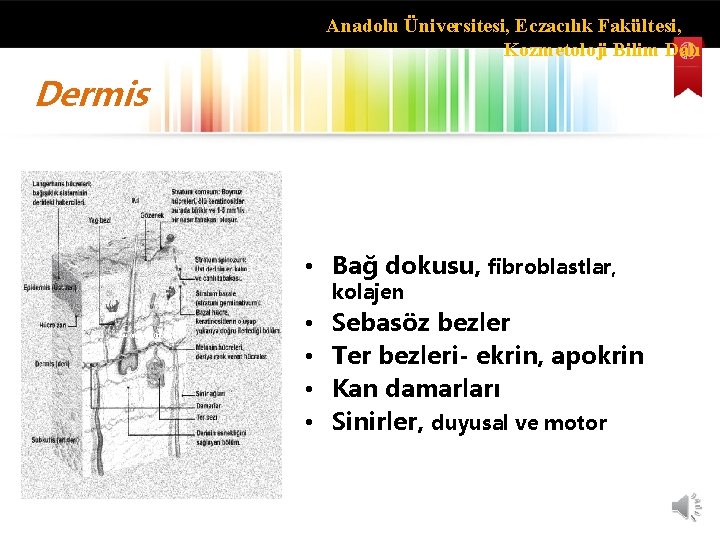 Anadolu Üniversitesi, Eczacılık Fakültesi, Kozmetoloji Bilim Dalı Dermis • Bağ dokusu, fibroblastlar, kolajen •