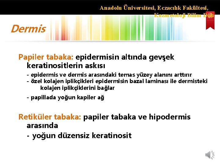 Anadolu Üniversitesi, Eczacılık Fakültesi, Kozmetoloji Bilim Dalı Dermis Papiler tabaka: epidermisin altında gevşek keratinositlerin