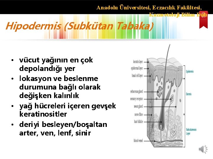 Anadolu Üniversitesi, Eczacılık Fakültesi, Kozmetoloji Bilim Dalı Hipodermis (Subkütan Tabaka) • • vücut yağının