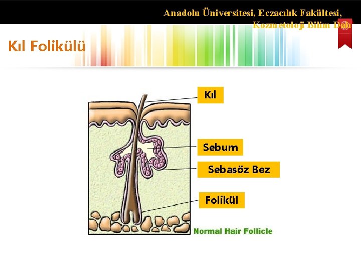 Anadolu Üniversitesi, Eczacılık Fakültesi, Kozmetoloji Bilim Dalı Kıl Folikülü Kıl Sebum Sebasöz Bez Folikül