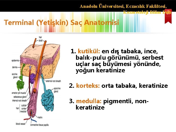 Anadolu Üniversitesi, Eczacılık Fakültesi, Kozmetoloji Bilim Dalı Terminal (Yetişkin) Saç Anatomisi 1. kutikül: en