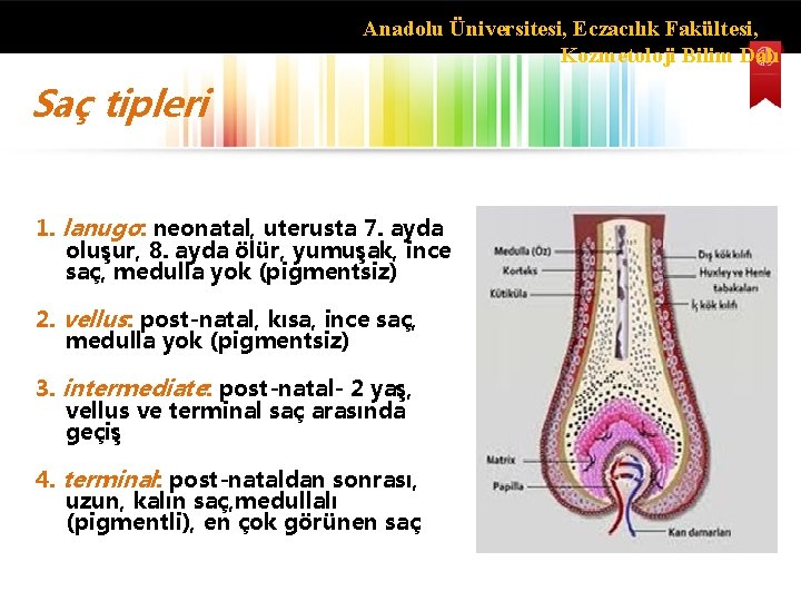 Anadolu Üniversitesi, Eczacılık Fakültesi, Kozmetoloji Bilim Dalı Saç tipleri 1. lanugo: neonatal, uterusta 7.