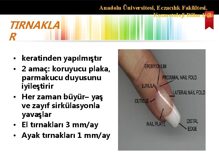TIRNAKLA R Anadolu Üniversitesi, Eczacılık Fakültesi, Kozmetoloji Bilim Dalı • keratinden yapılmıştır • 2
