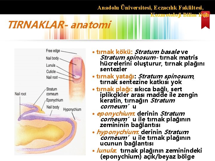 Anadolu Üniversitesi, Eczacılık Fakültesi, Kozmetoloji Bilim Dalı TIRNAKLAR- anatomi • tırnak kökü: Stratum basale