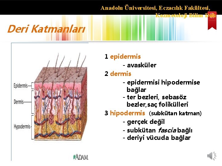 Anadolu Üniversitesi, Eczacılık Fakültesi, Kozmetoloji Bilim Dalı Deri Katmanları 1 epidermis - avasküler 2