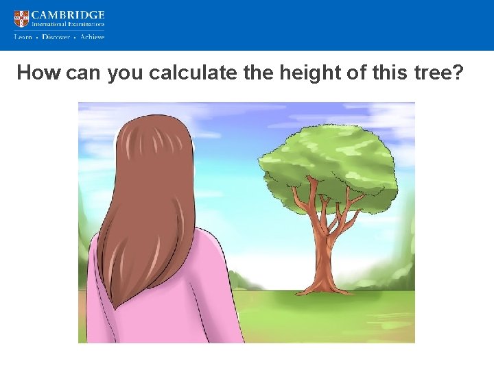 How can you calculate the height of this tree? 