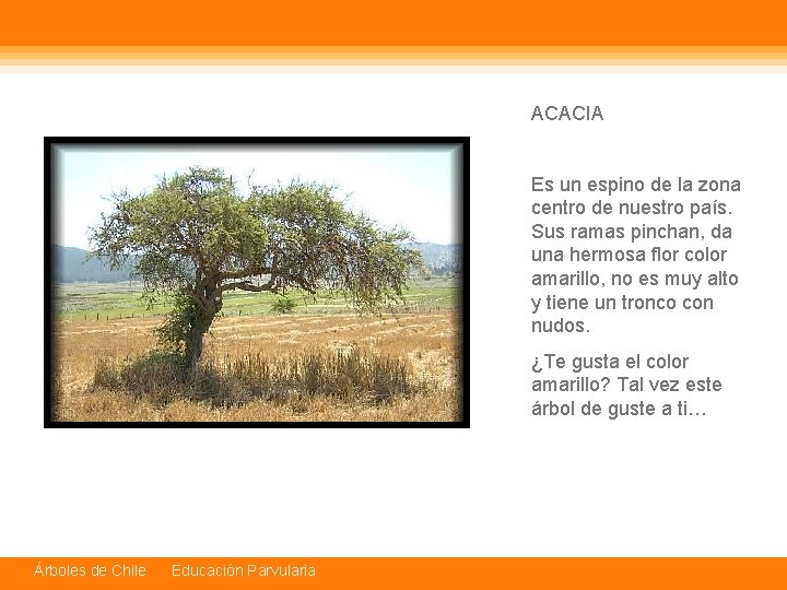 ACACIA Es un espino de la zona centro de nuestro país. Sus ramas pinchan,