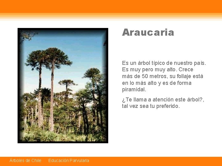 Araucaria Es un árbol típico de nuestro país. Es muy pero muy alto. Crece