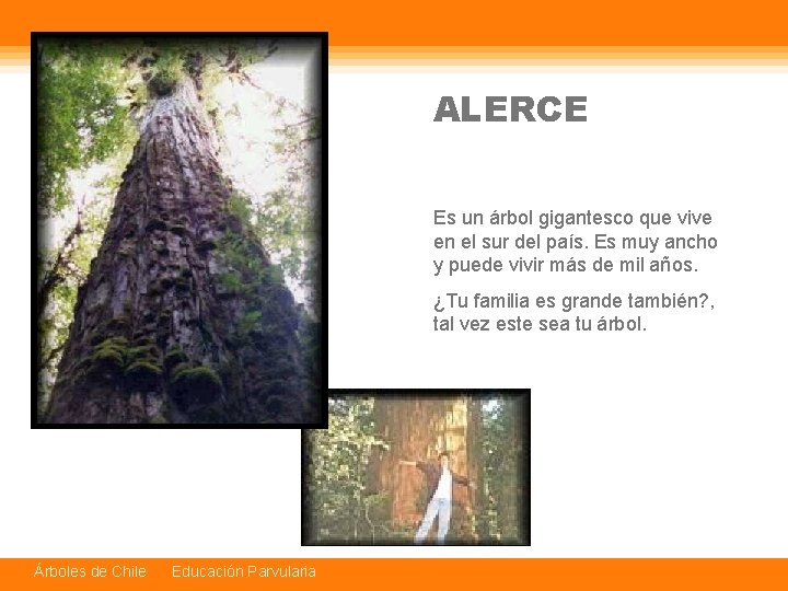 ALERCE Es un árbol gigantesco que vive en el sur del país. Es muy