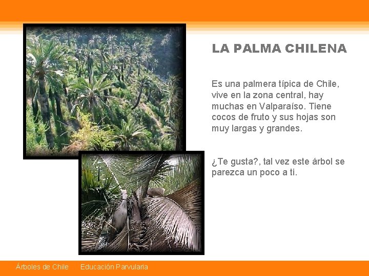 LA PALMA CHILENA Es una palmera típica de Chile, vive en la zona central,