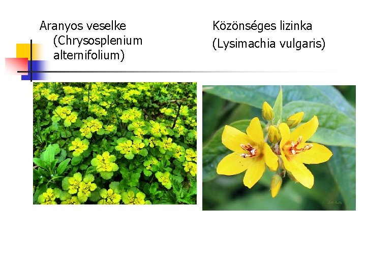 Aranyos veselke (Chrysosplenium alternifolium) Közönséges lizinka (Lysimachia vulgaris) 