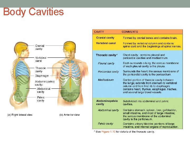 Body Cavities 