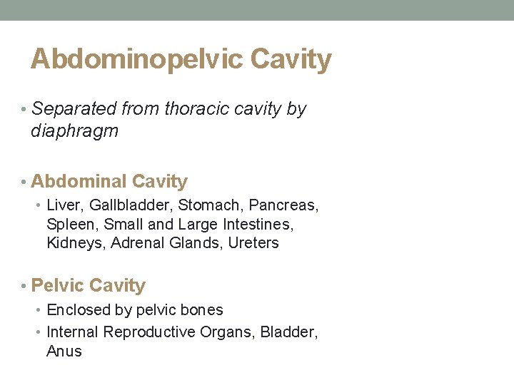 Abdominopelvic Cavity • Separated from thoracic cavity by diaphragm • Abdominal Cavity • Liver,