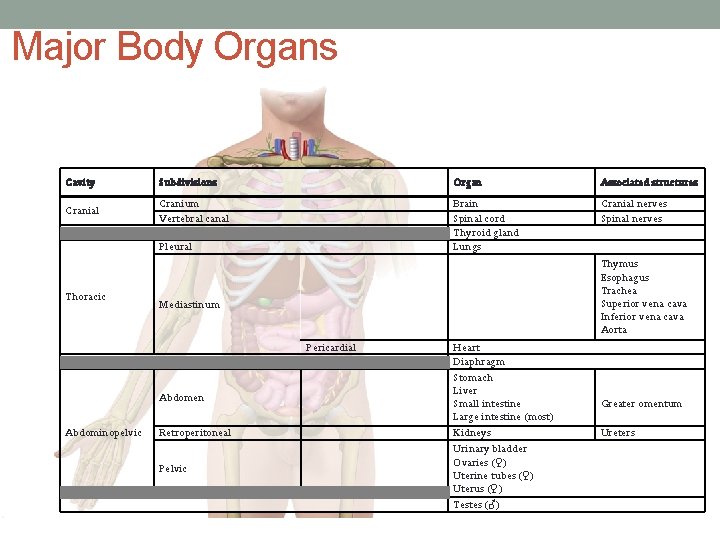 Major Body Organs Cavity Subdivisions Organ Associated structures Cranial Cranium Vertebral canal Brain Spinal