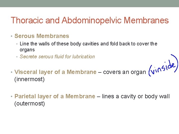 Thoracic and Abdominopelvic Membranes • Serous Membranes • Line the walls of these body