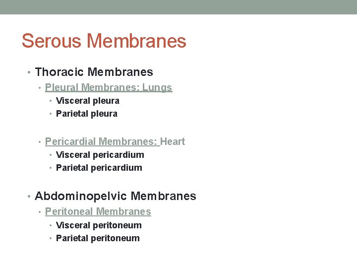 Serous Membranes • Thoracic Membranes • Pleural Membranes: Lungs • Visceral pleura • Parietal