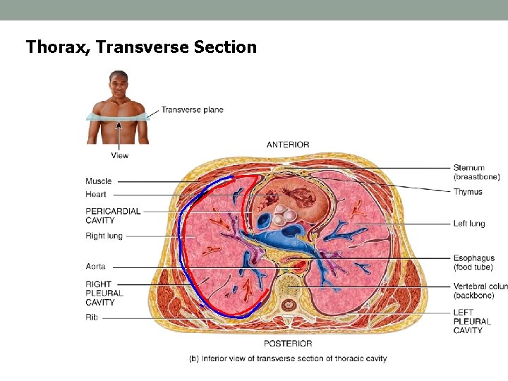 Thorax, Transverse Section 
