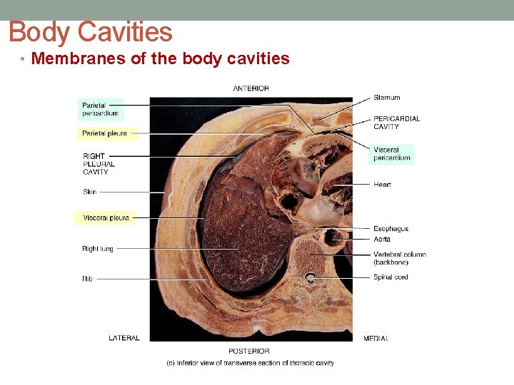 Body Cavities • Membranes of the body cavities 