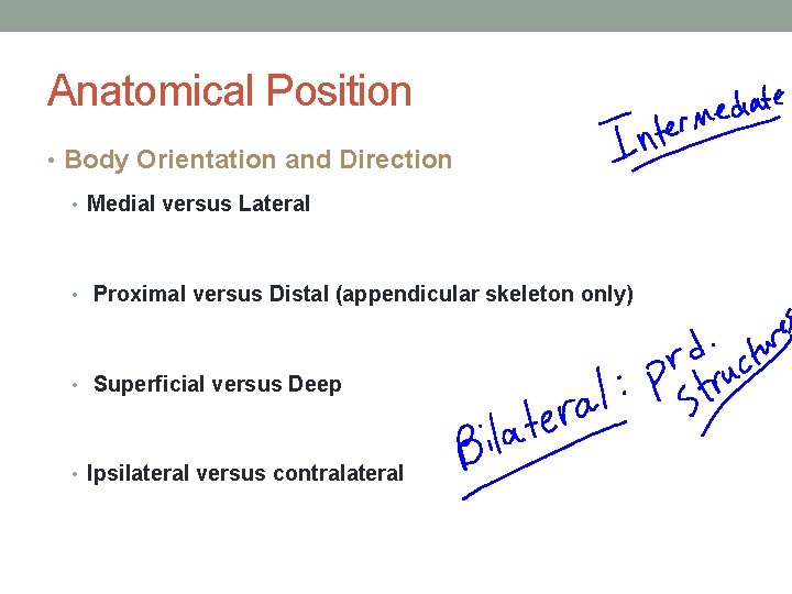 Anatomical Position • Body Orientation and Direction • Medial versus Lateral • Proximal versus