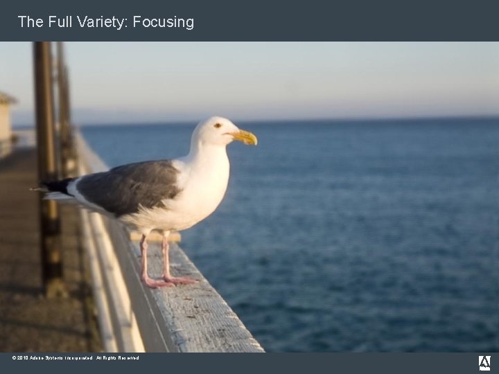 The Full Variety: Focusing © 2010 Adobe Systems Incorporated. All Rights Reserved. 