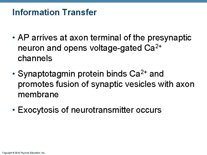 Information Transfer • AP arrives at axon terminal of the presynaptic neuron and opens