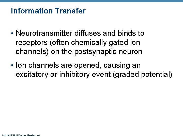Information Transfer • Neurotransmitter diffuses and binds to receptors (often chemically gated ion channels)