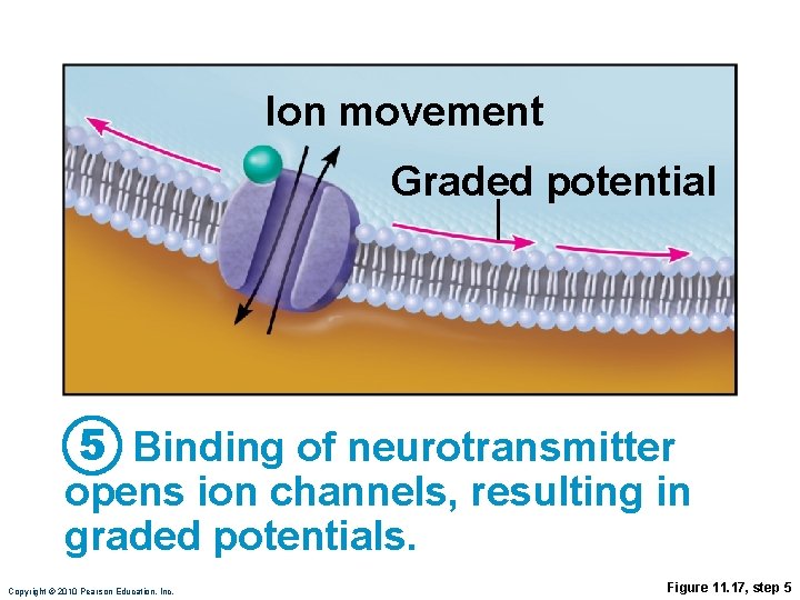 Ion movement Graded potential 5 Binding of neurotransmitter opens ion channels, resulting in graded
