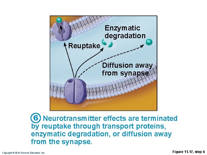 Enzymatic degradation Reuptake Diffusion away from synapse 6 Neurotransmitter effects are terminated by reuptake