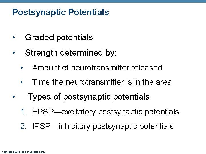 Postsynaptic Potentials • Graded potentials • Strength determined by: • • Amount of neurotransmitter