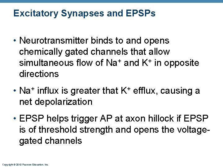 Excitatory Synapses and EPSPs • Neurotransmitter binds to and opens chemically gated channels that