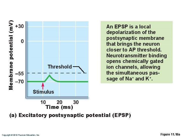 Membrane potential (m. V) Threshold An EPSP is a local depolarization of the postsynaptic