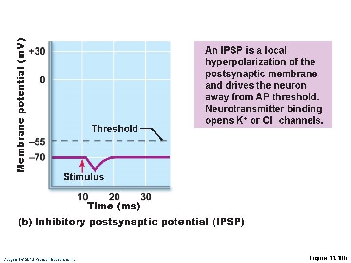 Membrane potential (m. V) Threshold An IPSP is a local hyperpolarization of the postsynaptic