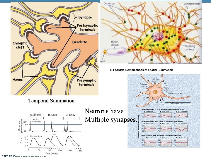 Neurons have Multiple synapses. Copyright © 2010 Pearson Education, Inc. 