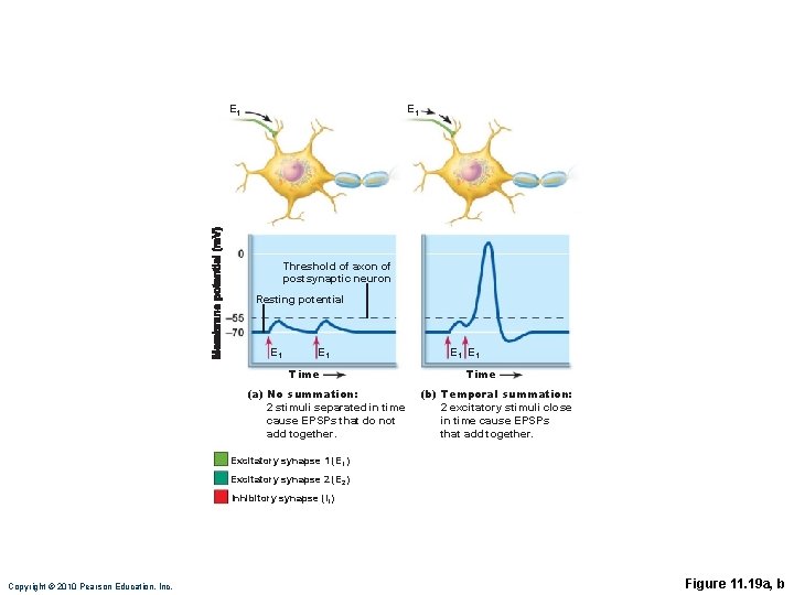 E 1 Threshold of axon of postsynaptic neuron Resting potential E 1 Time (a)