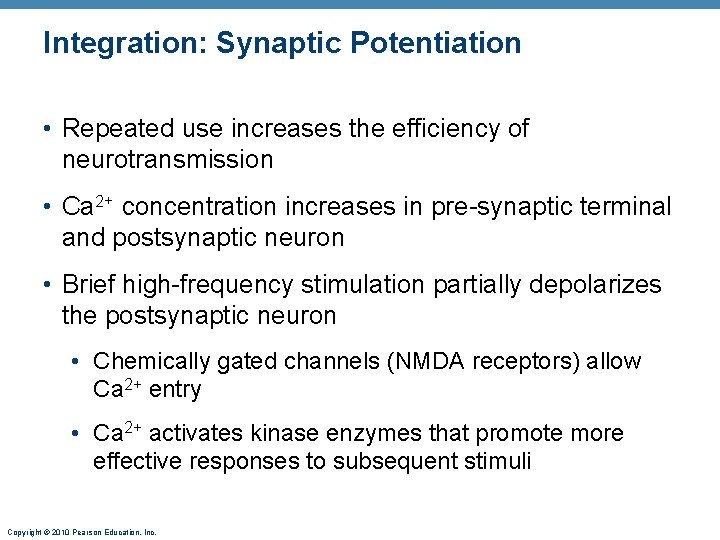 Integration: Synaptic Potentiation • Repeated use increases the efficiency of neurotransmission • Ca 2+