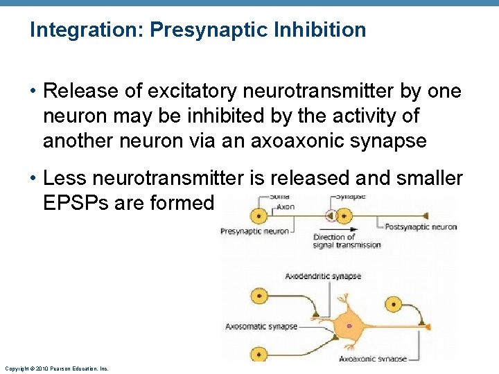 Integration: Presynaptic Inhibition • Release of excitatory neurotransmitter by one neuron may be inhibited